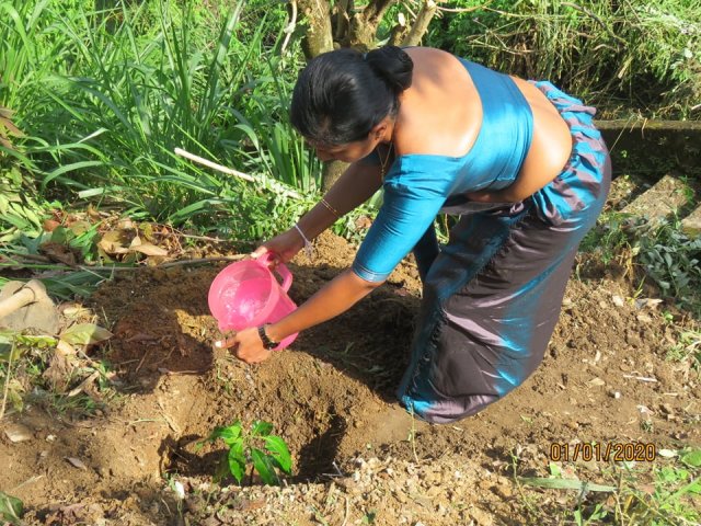 Tree planting program - 2020 (Ruk Ropana)